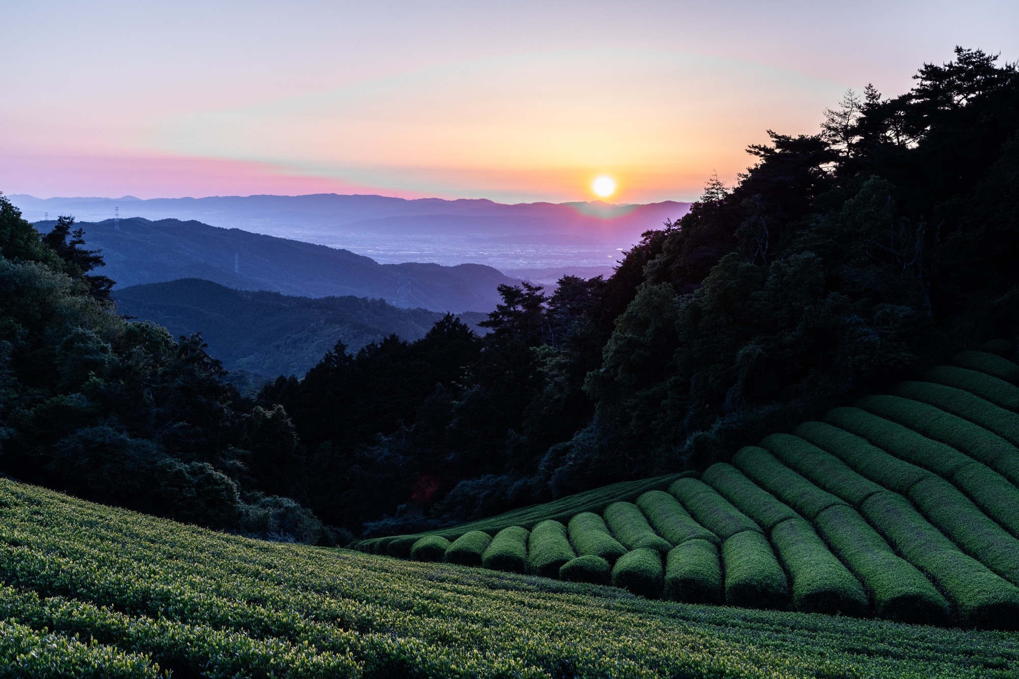 「紡ぐお茶布巾」と「日本茶ボトルドティー（福壽、香涼、京紅）」がソーシャルプロダクツ・アワード2026にて、ソーシャルプロダクツ賞を受賞しました。