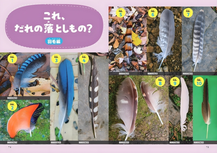 これ、だれの落としもの?(羽毛編)