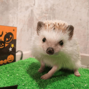 v95bS0A5n0zMJnWGC9Rw.png?w=940&h=940