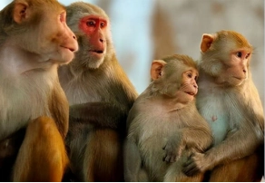 世界の実験猿市場規模、成長ポテンシャル、地域別動向（2026-2032）