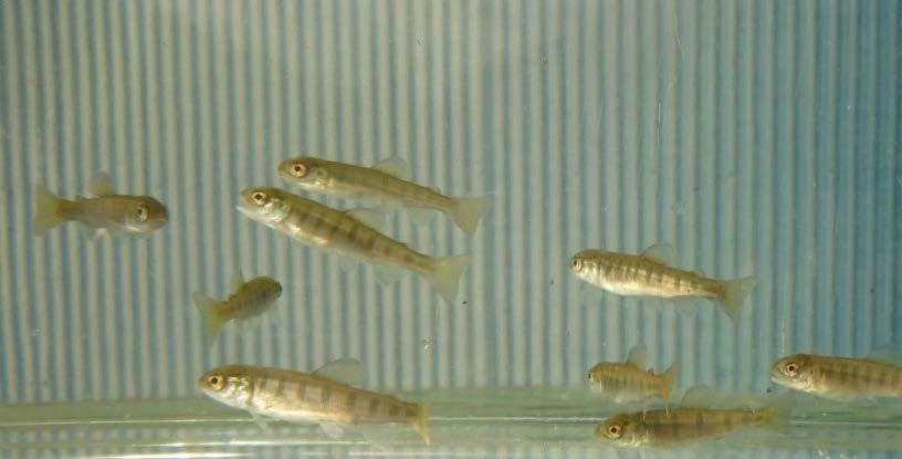 「熊野川きらきら清流まつり」でアマゴ稚魚を放流　水産研究所新宮実験場で人工ふ化・飼育されたアマゴ