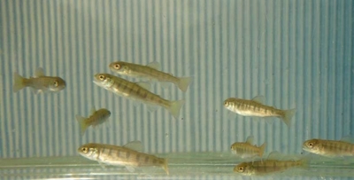 放流されるアマゴ稚魚（約6～7cm）