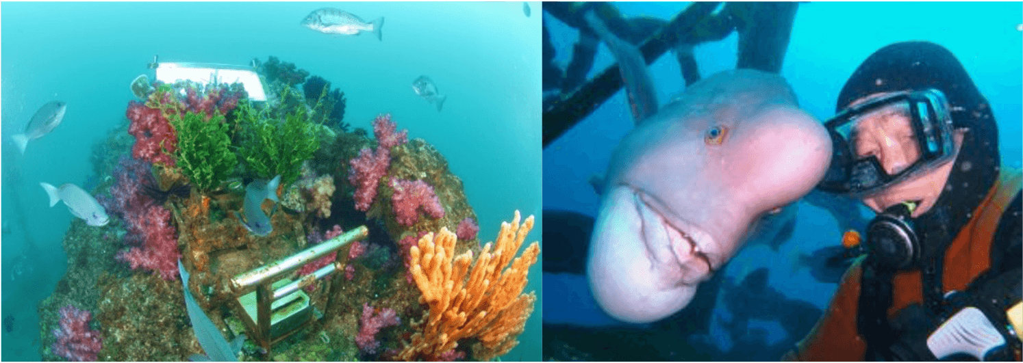 海底神社/コブダイ頼子