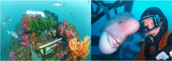 海底神社/コブダイ頼子