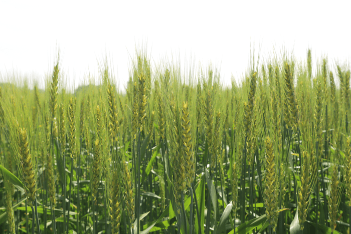 モチハルカの栽培風景(1)