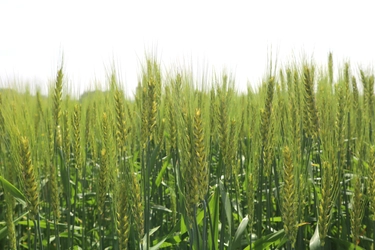 75周年記念　業務用小麦粉「HARUKA」シリーズ新発売　 希少な強力系もち小麦“モチハルカ”使用