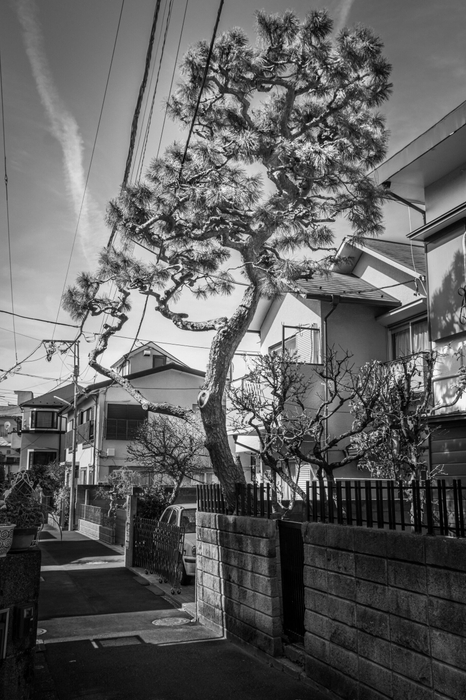 久野梨沙(日本、1987) 《木―トレート》2019 (C)Lisa Kuno