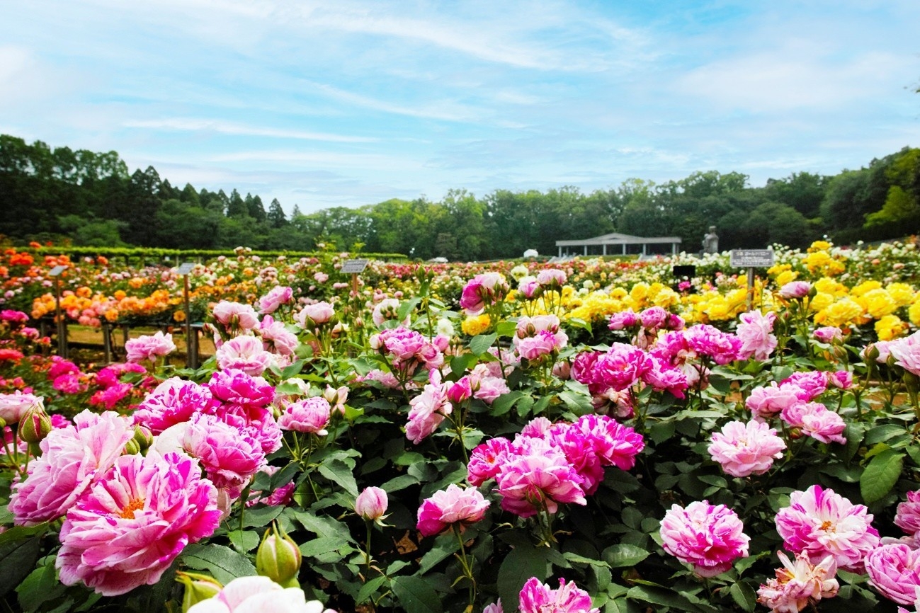 神代植物公園「春のバラフェスタ」
５月２日(土）～５月31日(日）開催!
