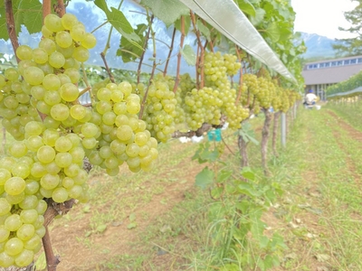 vaKA82E2535xdkXayGVq.jpg?w=940&h=940