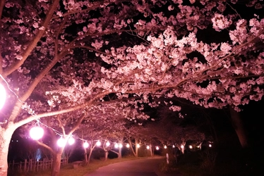 【夜桜鑑賞バス 運行決定】ディナーのあとは大人の夜桜鑑賞へ。薪火料理 春コースは4/3スタート。京丹後市「HOTEL&湖邸 艸花 -そうか-」