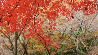 vpjTgAhspZF1ZEzxVLK3.jpg?w=940&h=940