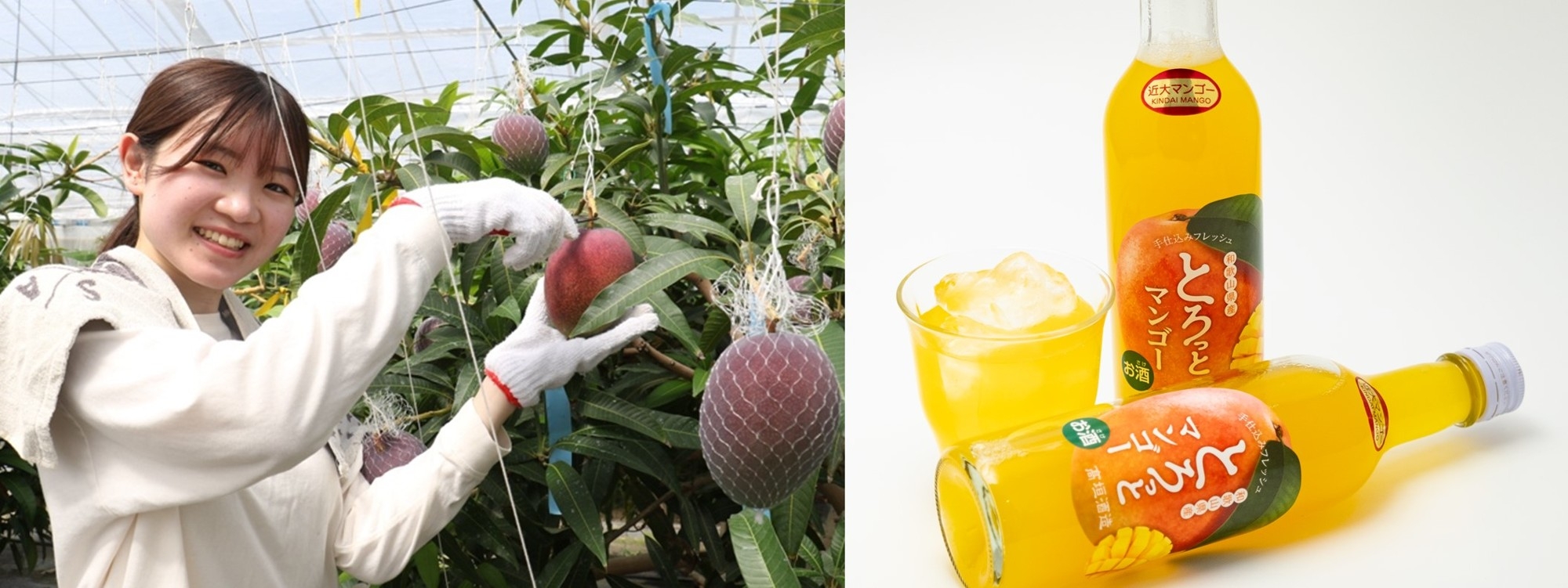 近大マンゴーの収穫作業に参加する農学部生(左)、「とろっとマンゴー」(右)