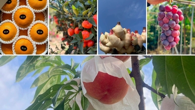 リターンの一例　和歌山県産の果物