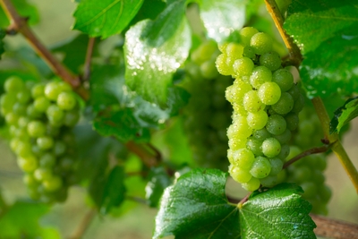 vykdWcGUAVtuO27wNU0K.jpg?w=940&h=940