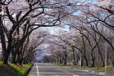「桜並木を復活させたい」仙台・作並温泉で第3回さくら植樹祭を開催しました｜2025年4月8日(火)