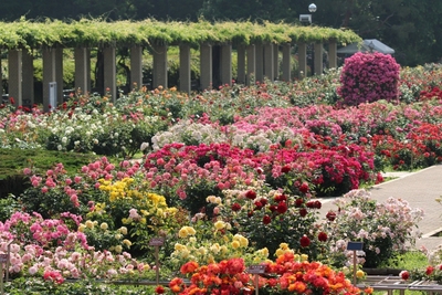 ばら園（令和７年撮影）