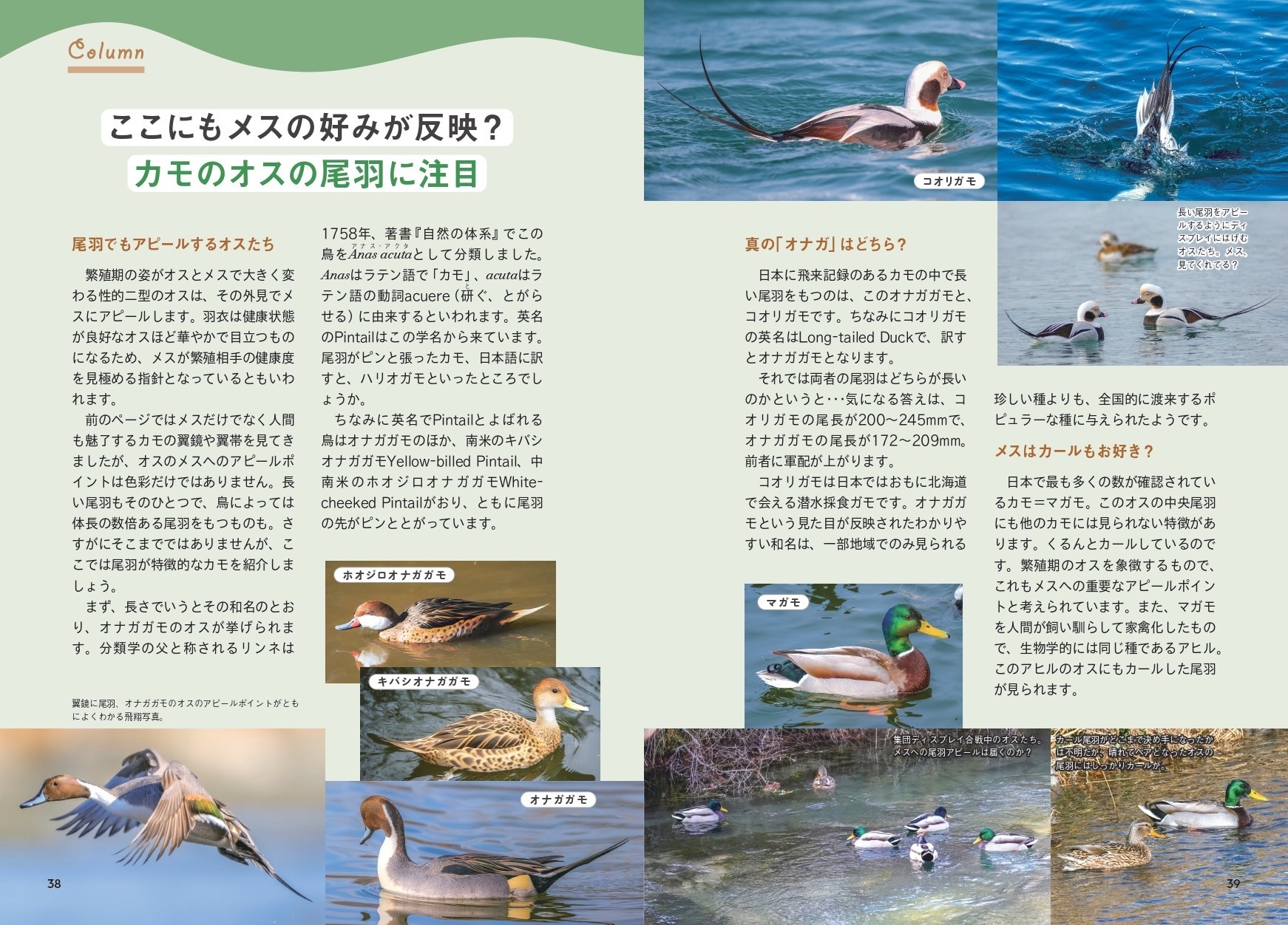 カモのオスの尾羽に注目