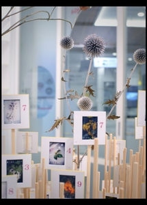 全てにナンバリングされている京都の草花