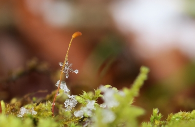 苔の胞子体と雪の結晶