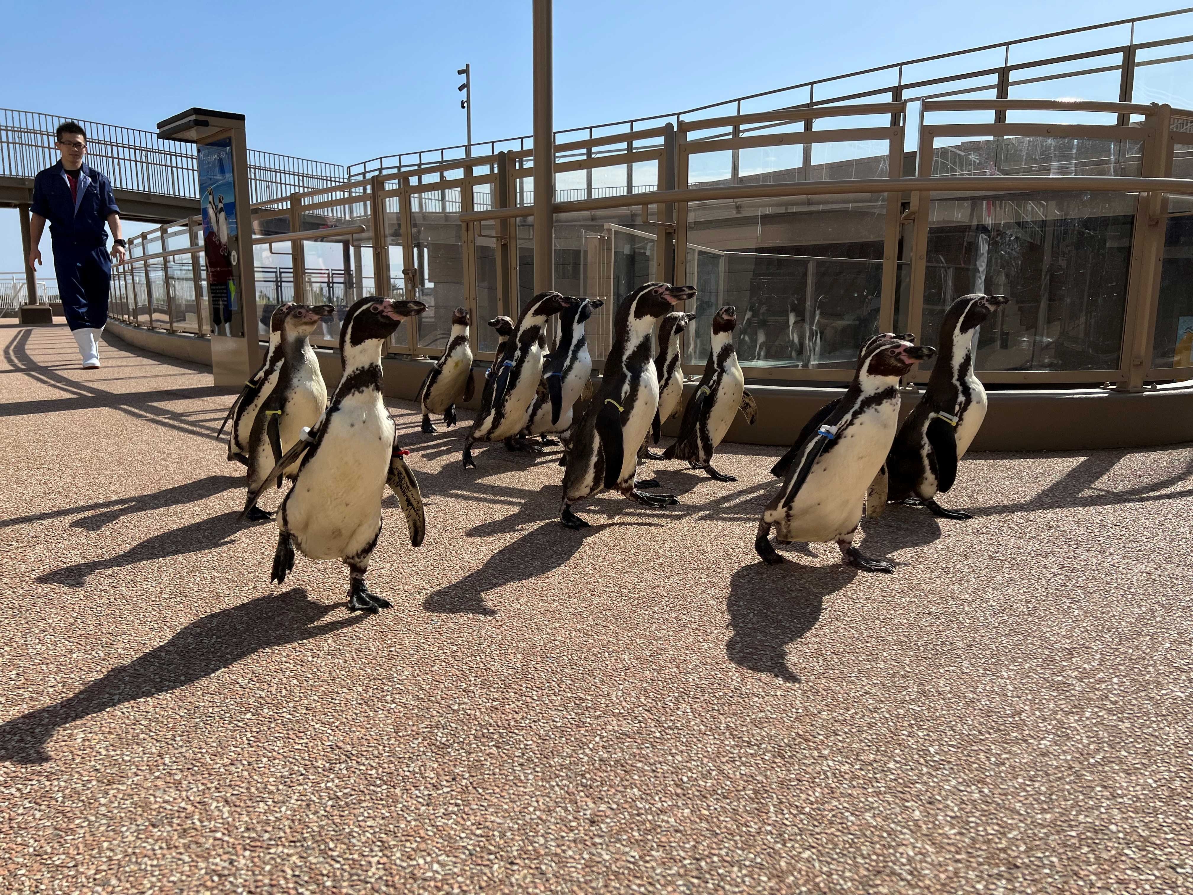 新屋外エリア「オーシャンテラス」で ペンギンたちの新プログラム開始