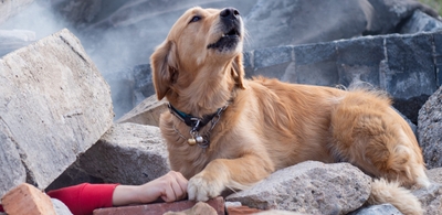 wAym5Tv79SLn8M7zgXIM.jpeg?w=940&h=940