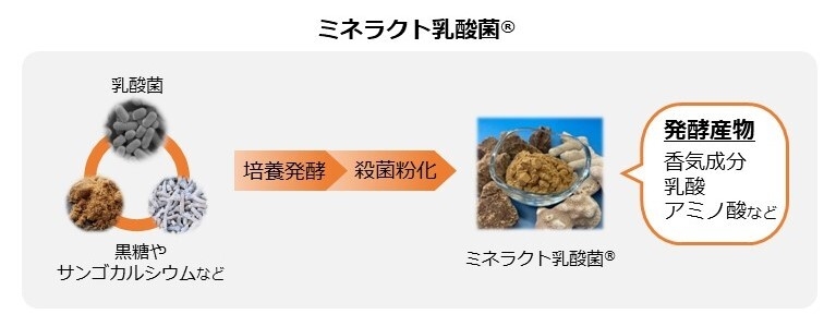 図2 ミネラクト乳酸菌の製造工程イメージ