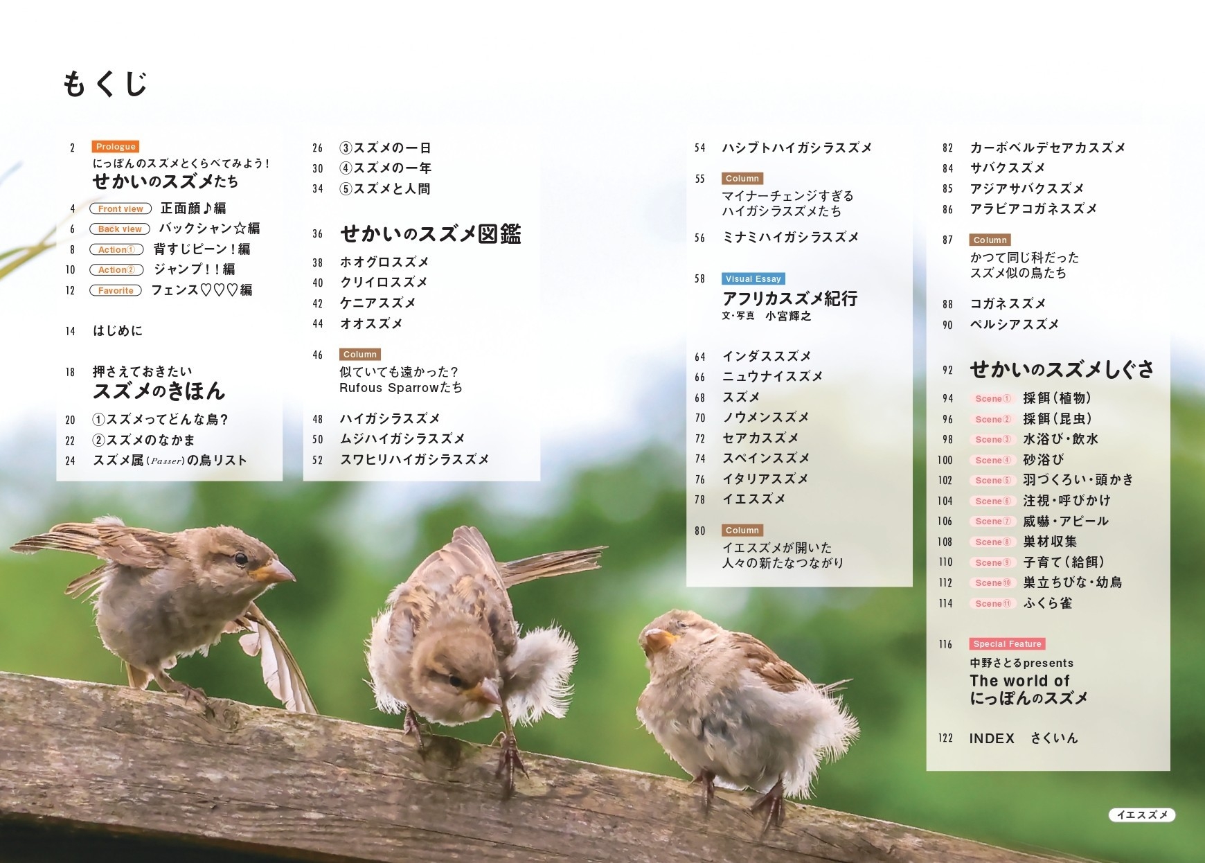 世界中で愛される28種のスズメ。その表情、しぐさ、個性を大紹介！『せ