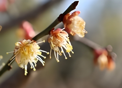 ウメ‘酈懸(てっけん)’（令和７年撮影）