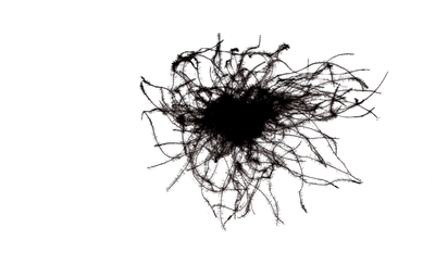 POLISH WHITE GOOSE DOWN