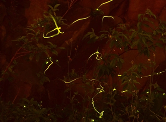 ＜現代湯治×ほたる観賞＞　 箱根の温泉宿で宿泊者限定のほたる観賞会を6月に開催！ ～「源泉浴とホタルの光」で日々の疲れを癒す旅へ～