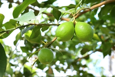 長崎県産 グリーンレモン