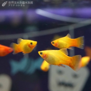 wPqrgaC5J9LHAq0pgbWK.jpg?w=940&h=940