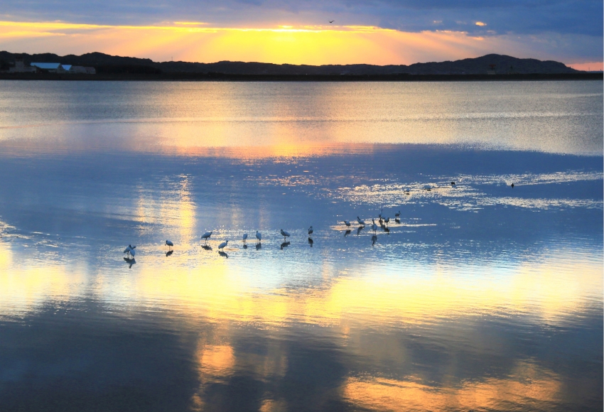 公益社団法人 日本観光振興協会会長賞「絶滅危惧種が飛来する干潟」 大久保 辰朗