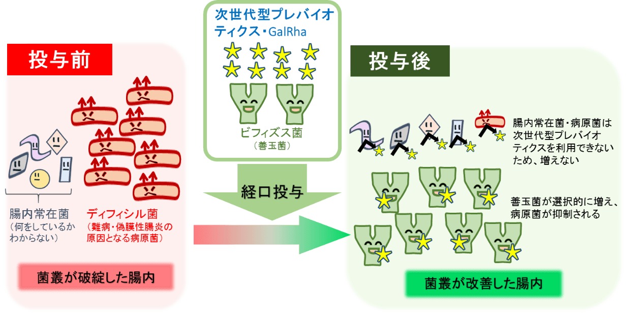次世代型プレバイオティクスの疾病治療への応用(腸内のイメージ)