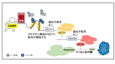 wcaeTgadSa9SW3iXm9BQ.jpg?w=940&h=940