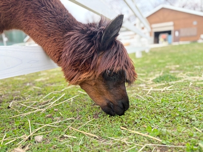 命(メイ)ちゃん(茶色)