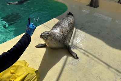 アザラシの「まちこ」ちゃん