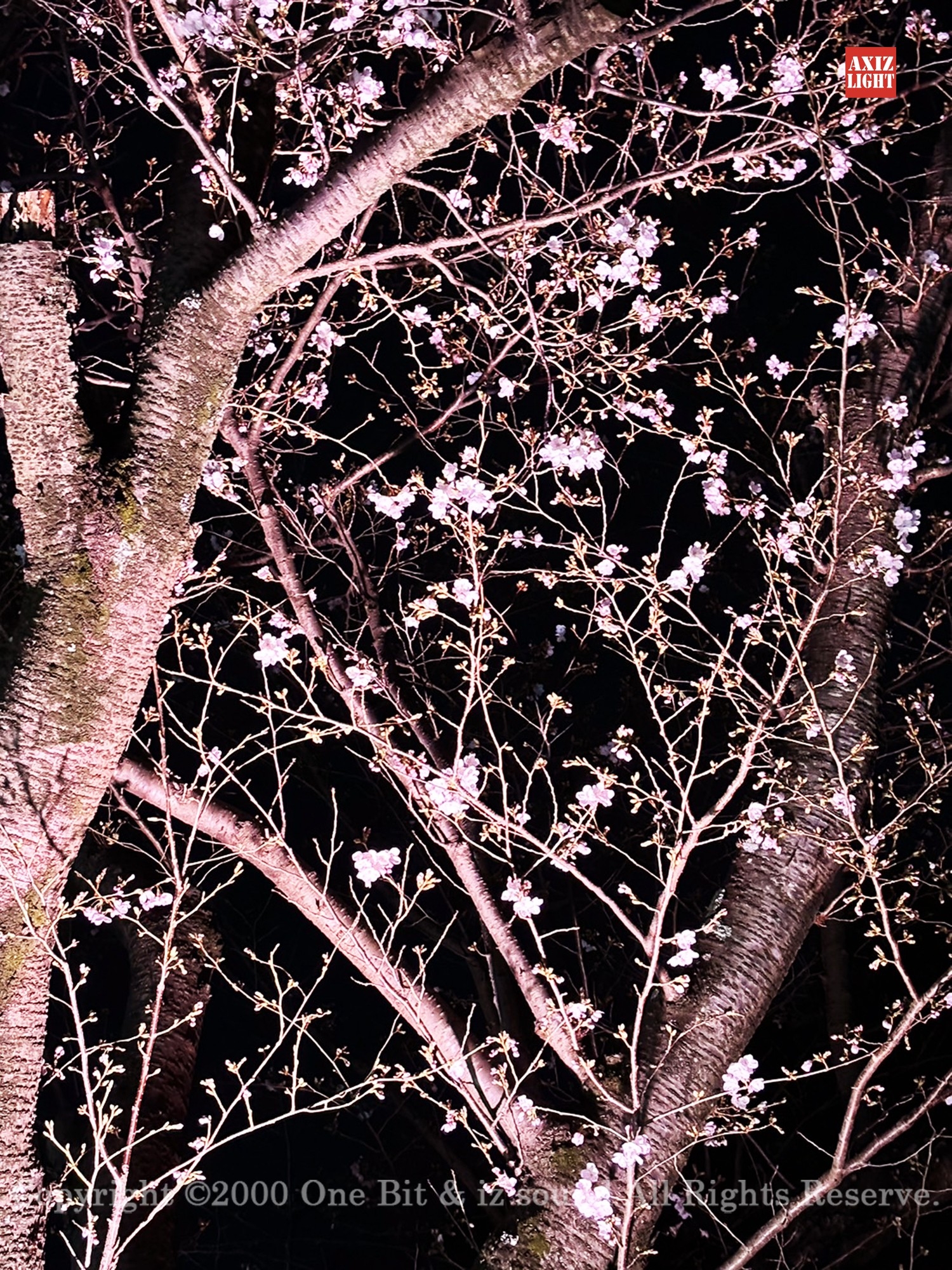 今春、忘れられない夜桜美！圧巻の5500本の桜が光りを纏う！ 万博記念