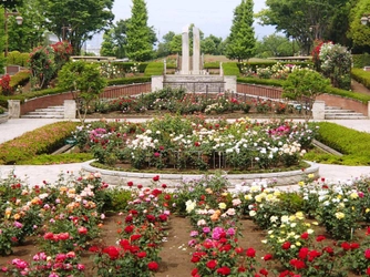 秋留台公園 「ローズフェスタウィーク 2025 春」5月12日（月）～18日（日）開催！