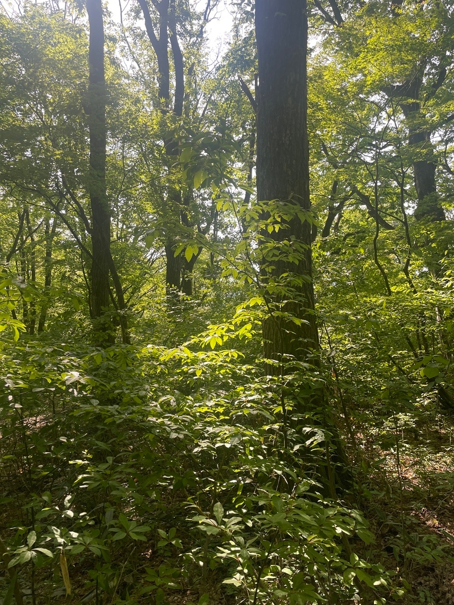 【八ッ杉和ハーブロード】散策路(クロモジの森)