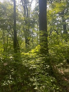 福井県越前市に自然体験型ヘルスツーリズム拠点 『八ッ杉和ハーブロード』開通！ 5月25日(日)に八ッ杉和ハーブロードお披露目会を開催