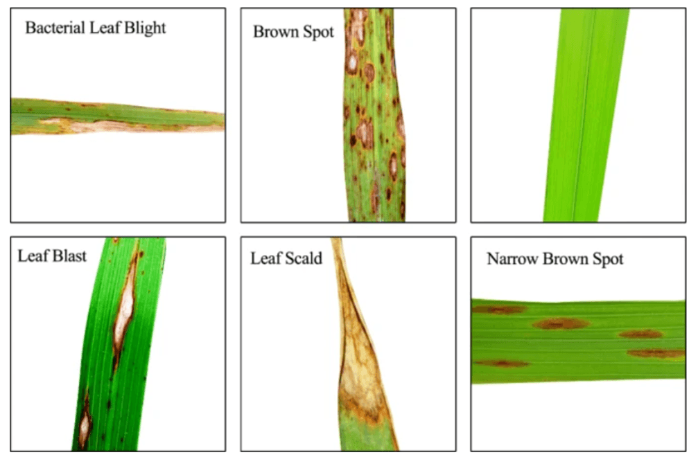 稲の病害例:CIAT提供