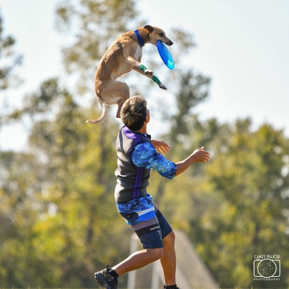 現役世界チャンピオン ディスクドッグパフォーマンス