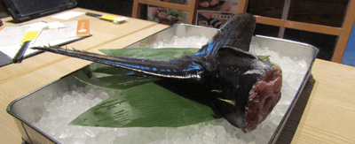 実習で使用する、近大マグロの尾びれ部分