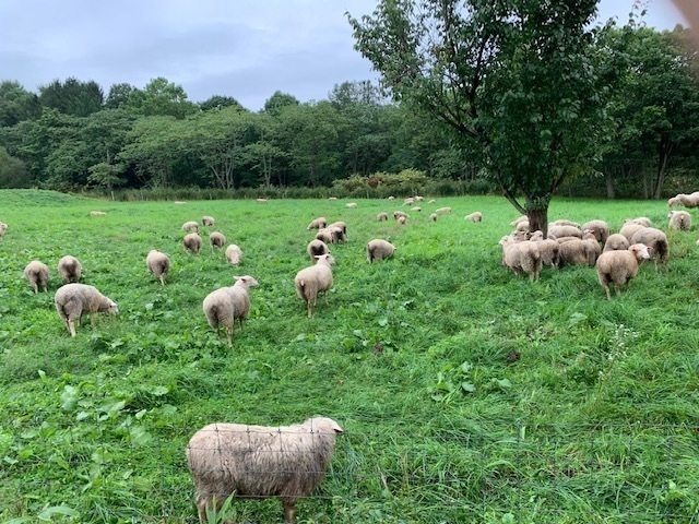 赤平めん羊牧場　放牧風景(3)