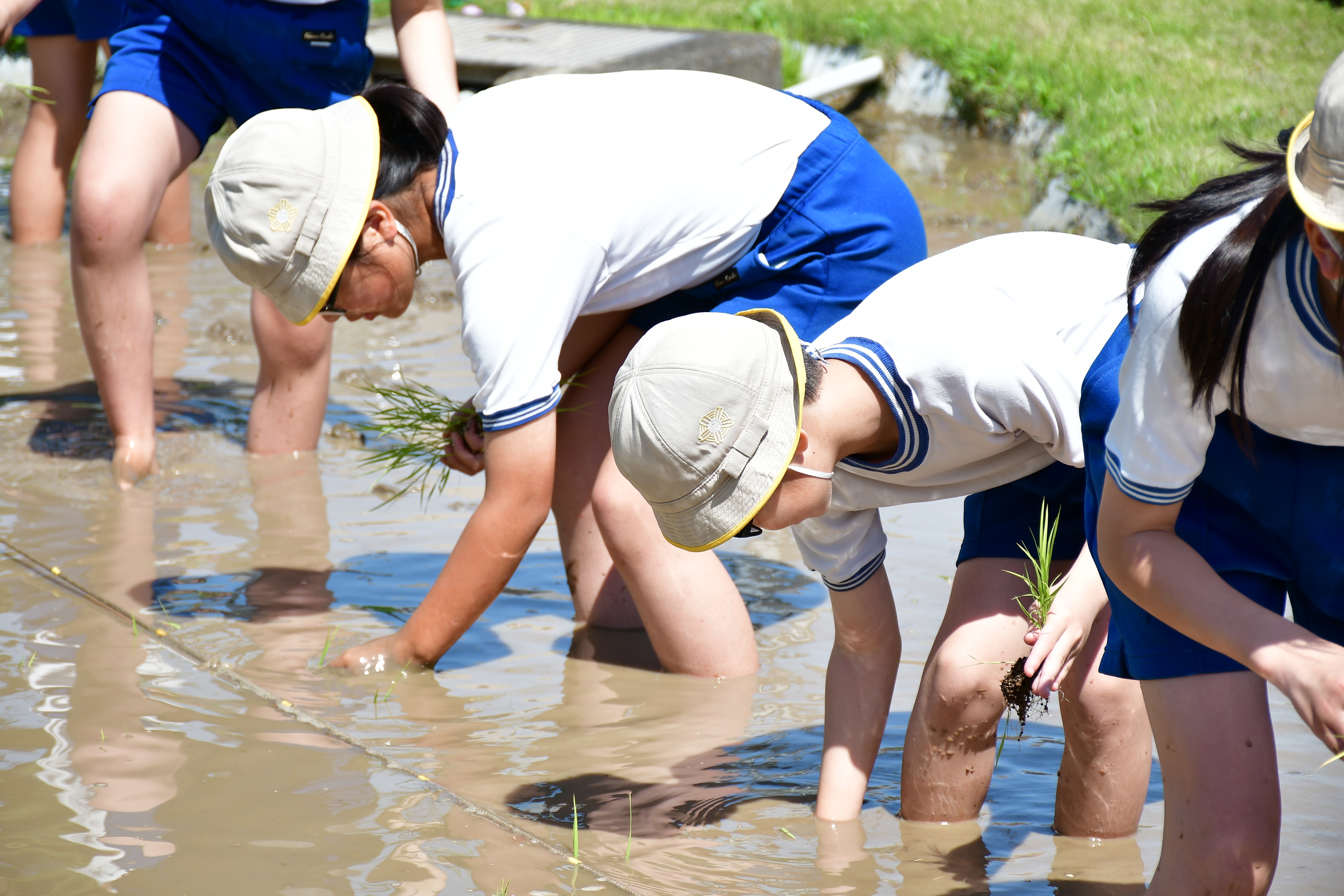 小学生が田植えを体験