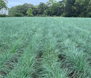 みのり農園のらっきょう畑