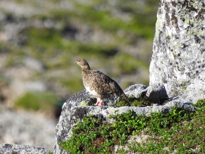 wvn1p2oLdioLk3PKoqvN.jpg?w=940&h=940