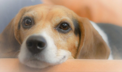 ビーグルの噛み癖や無駄吠えのしつけは簡単！ポイントを押さえておこう！