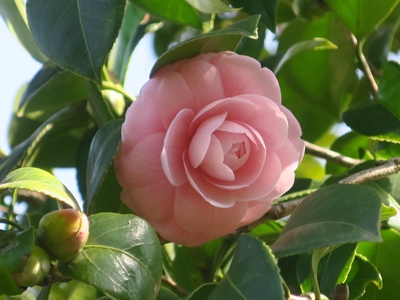 乙女椿（オトメツバキ）